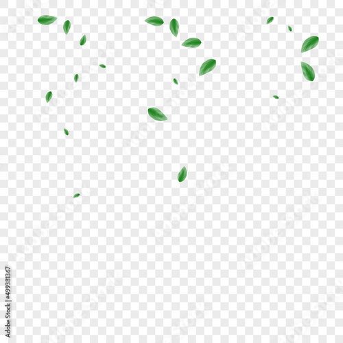 Greenish Leaves Background Transparent Vector. Greenery Herbarium Design. Eucalyptus Card. Green Nature Frame. Sheet Woods.