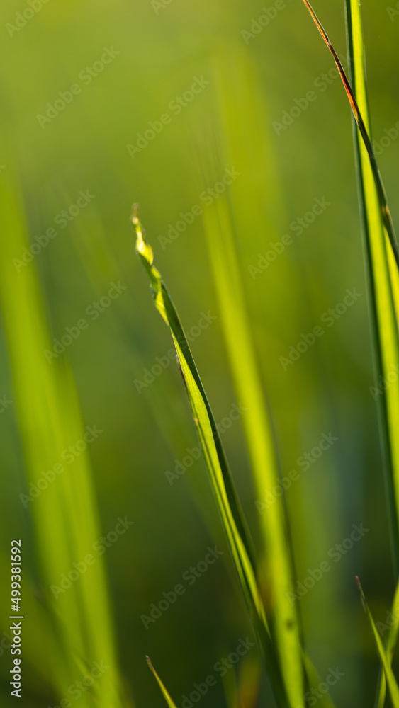 Obraz premium Close-up shot of grass being backlighted by the sun. extreme close up 