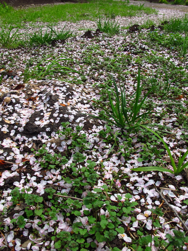 Obraz premium 桜の花びら散る春の野原風景