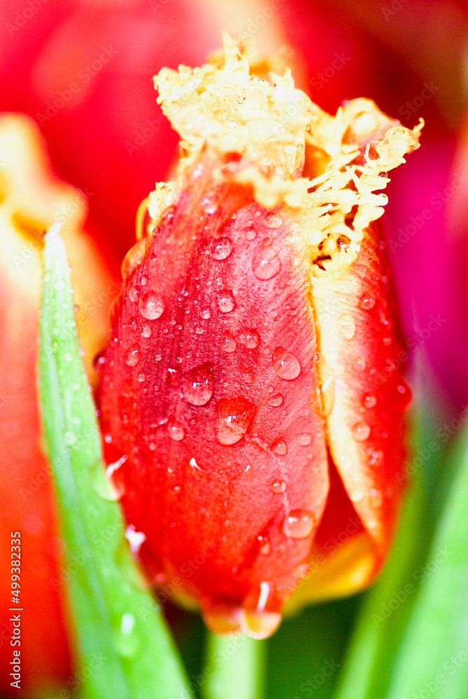 Closeup of red and yellow bud of fringed tulip with water drops. Closeup of red and yellow bud of fringed tulip with water drops.