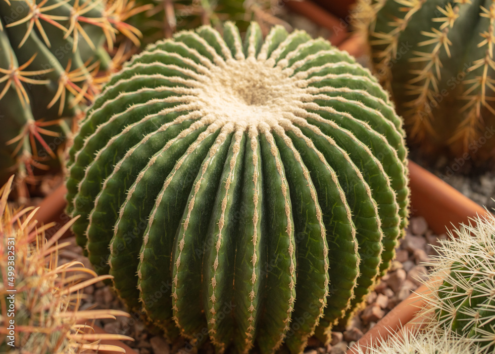 Cactus plant in the arboretum. Cactus plant in the arboretum.