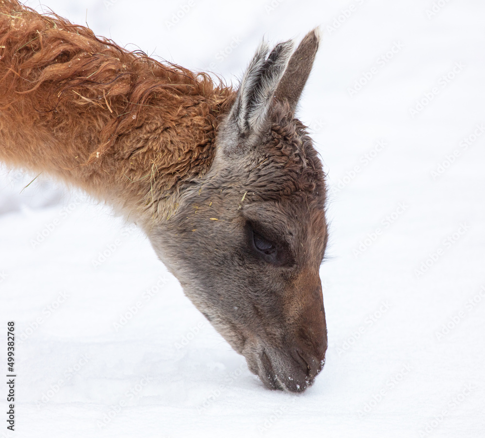Fototapeta premium Lama eats snow in winter