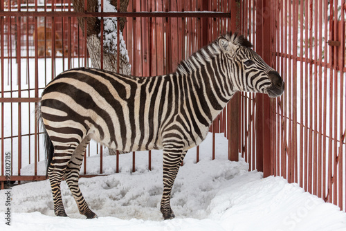 Zebra in the zoo on the snow