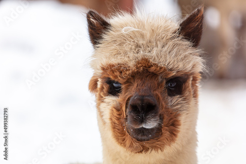 Lama portrait in winter outdoors.