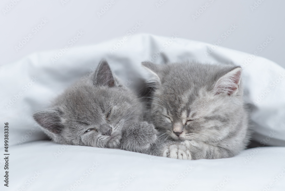 Two tiny kittens sleep together under a warm blanket on a bed at home