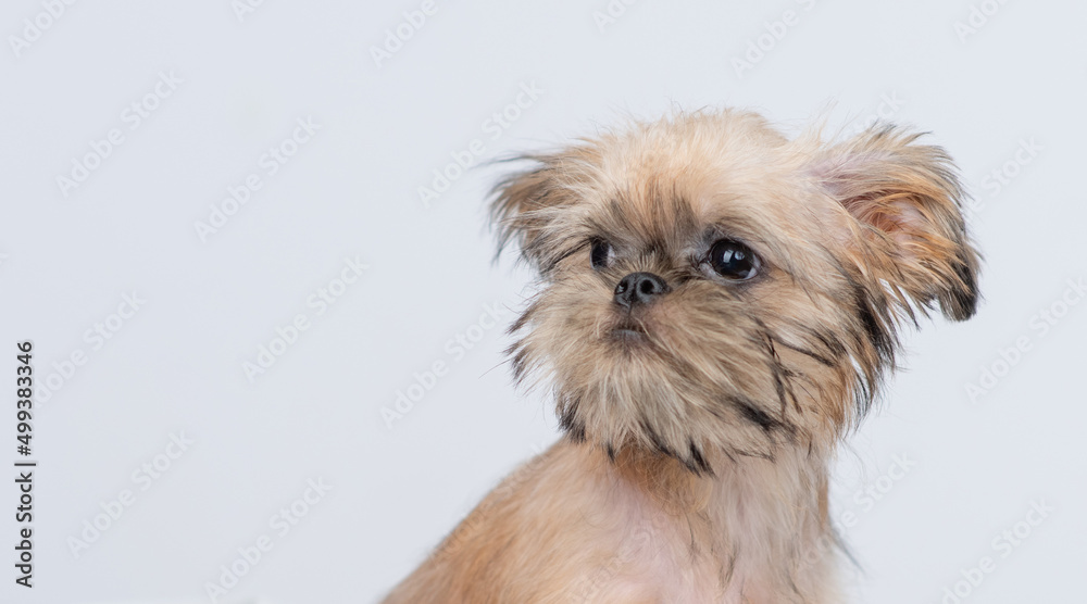 Portrait of a Brussels Griffon puppy sitting in side view and looking away on empty space Portrait of a Brussels Griffon puppy sitting in side view and looking away on empty space