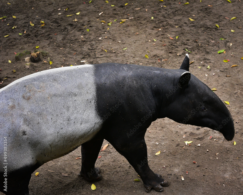 black and white horse