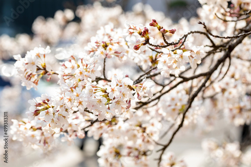 cherry blossoms on a sunny spring day
