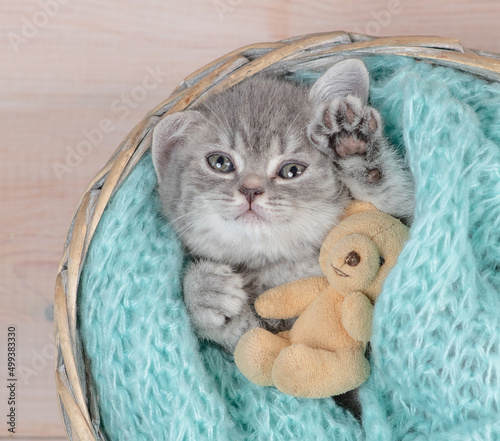 Cute tiny kitten hugs favorite toy bear inside a basket. Top dow view