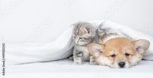 Sleepy Pembroke welsh corgi puppy and gray kitten sit together under warm blanket on a bed at home and look away on empty space