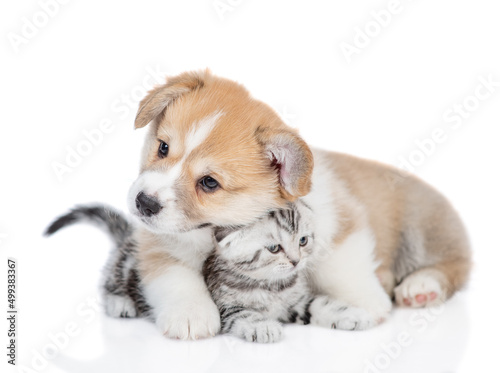 Cute Pembroke welsh corgi puppy embraces tiny kitten. isolated on white background