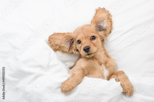 Funny eared English Cocker spaniel puppy lying on a bed at home before bedtime. Top down view. Empty space for text