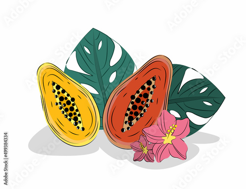 Summer vector illustration with tropical papaya and exotic plants. Exotic fruit. 