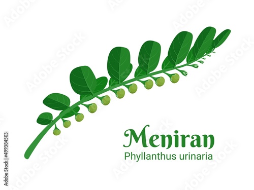 Vector illustration, Meniran or Phyllanthus urinaria, is a shrub plant used as a medicinal herb in Asia. photo