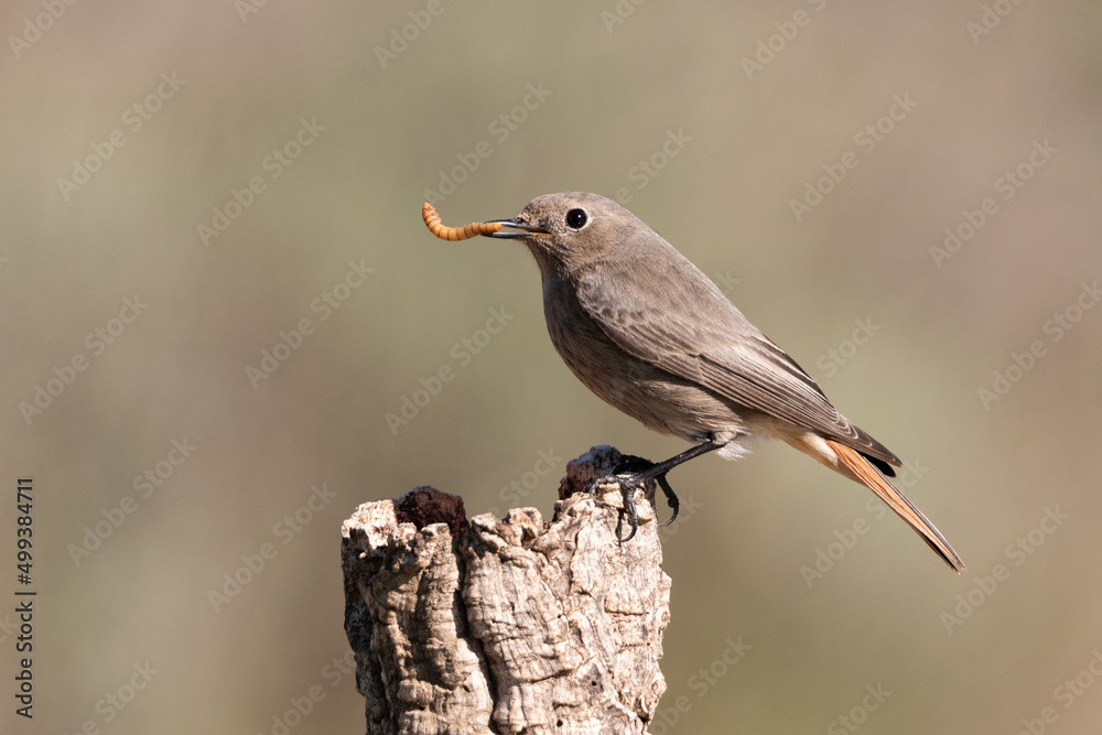 colirrojo tizón (Phoenicurus ochruros) colirrojo tizón (Phoenicurus ochruros)