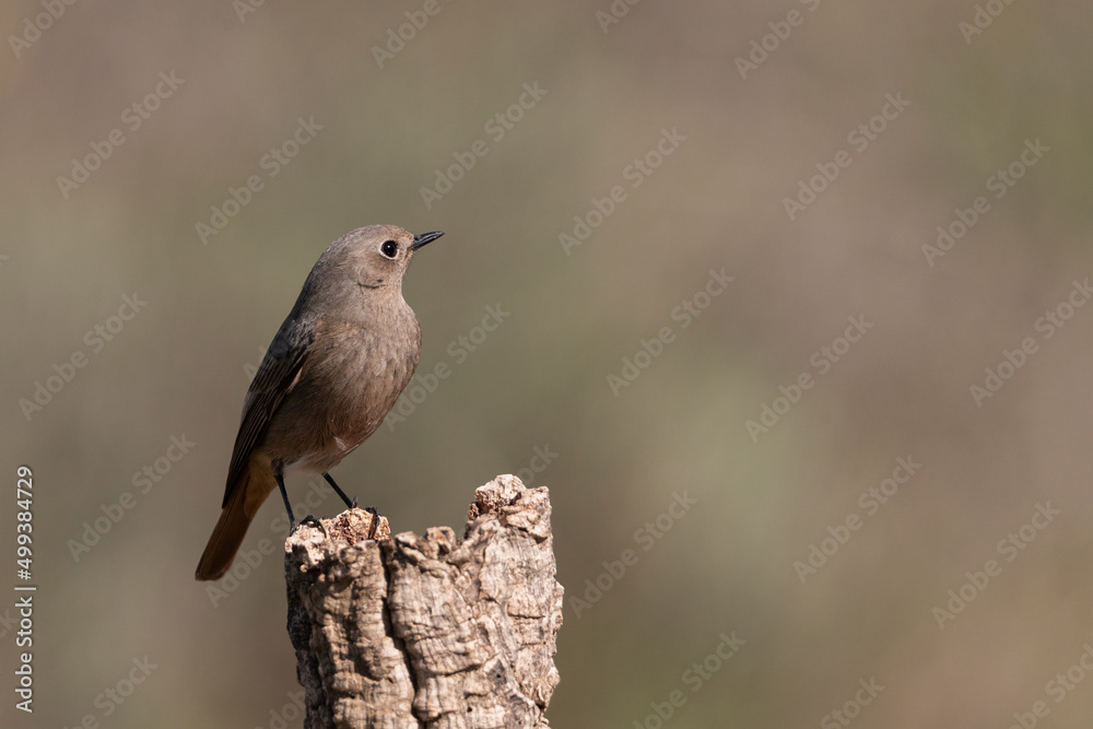 colirrojo tizón (Phoenicurus ochruros) colirrojo tizón (Phoenicurus ochruros)
