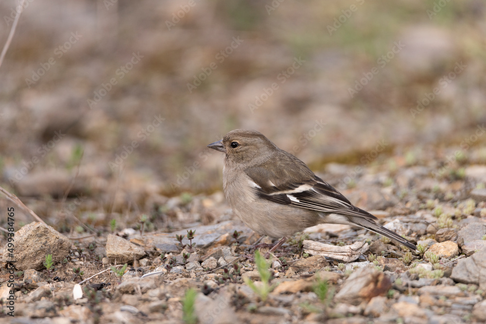 pinzon (Fringilla coelebs) pinzon (Fringilla coelebs)