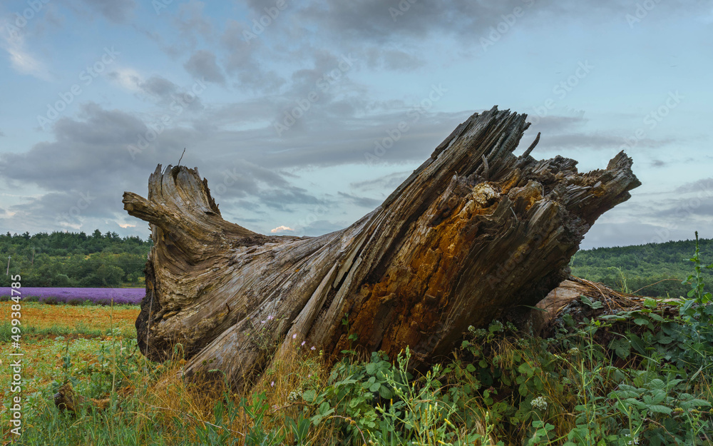 Fototapeta premium Wood trunck