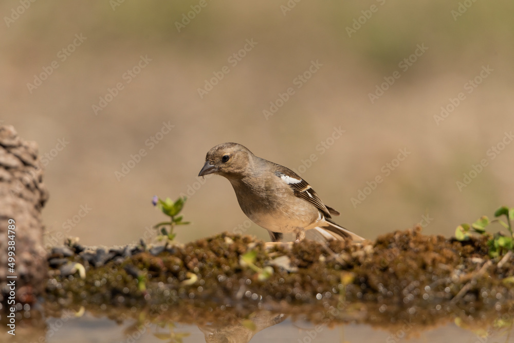 pinzon  (Fringilla coelebs) 