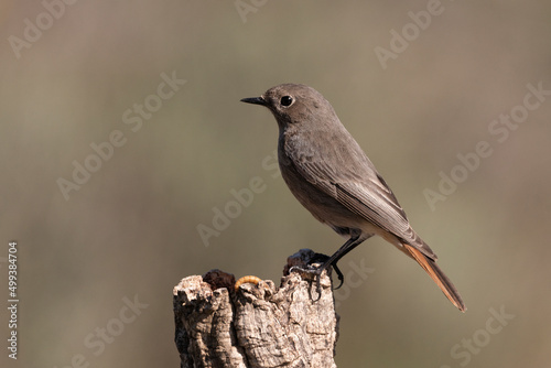 colirrojo tizón (Phoenicurus ochruros)​ 