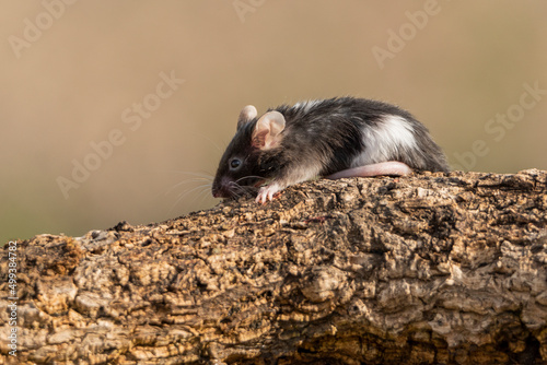 raton domestico sobre un tronco photo