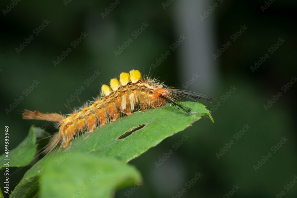 caterpillar on green leaf background in animal/wild nature background caterpillar on green leaf background in animal/wild nature background