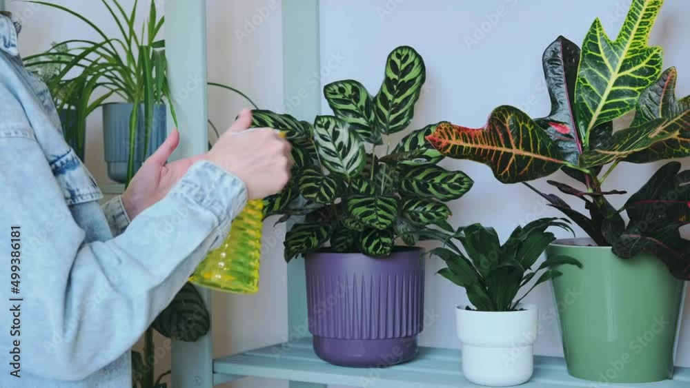 Woman caring for house plants in pots. Gardener looking after different exotic flower. Home garden. Small gardening shop. Woman Looking at a Plant Lovingly Woman caring for house plants in pots. Gardener looking after different exotic flower. Home garden. Small gardening shop. Woman Looking at a Plant Lovingly