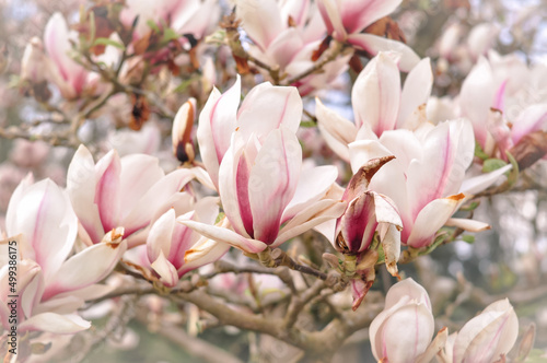 Pink magnolia tree blossom