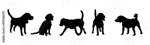 Set of silhouettes dog isolated on white background. Beagle dog running, standing and sit. English beagle puppy. Collection of black canine silhouettes. Dog training school. Stock vector illustration