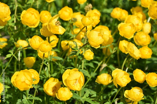 Fototapeta Naklejka Na Ścianę i Meble -  Globeflower Trollius europaeus yellow flowers  in a garden in spring