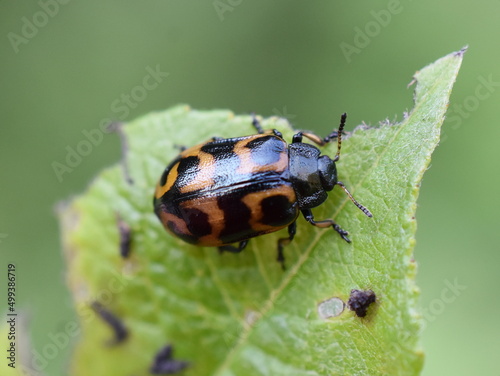 The leaf beetle Chrysomela lapponica eating on a leaf