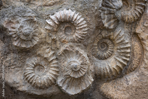 Fossil ammonite in stone - paleontology fossils background photo