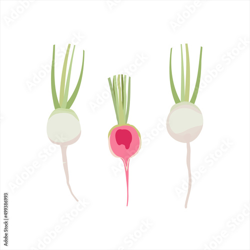 Watermelon radish vegetable or heirloom Chinese Daikon radish icon whole and cut