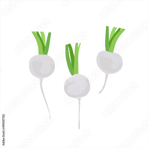 white round turnip, radish vector illustration