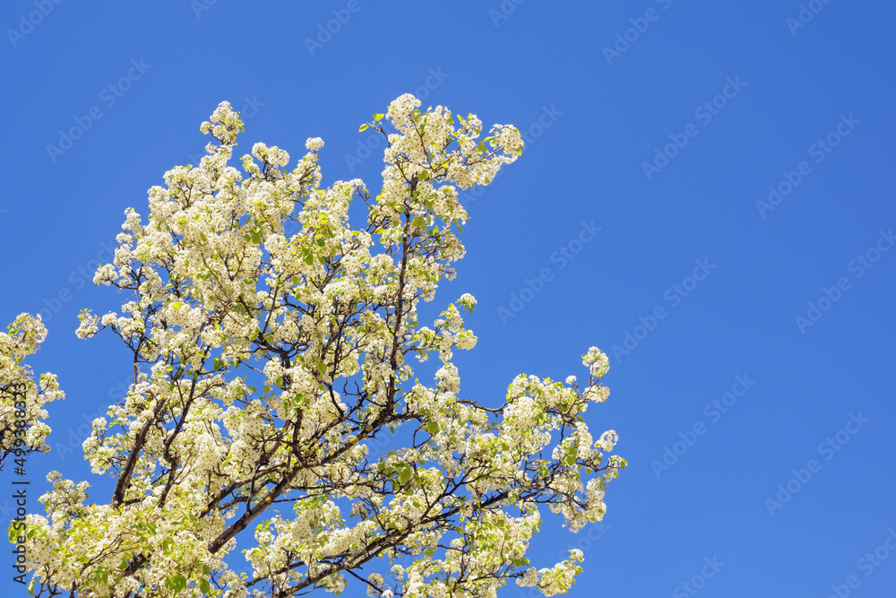Spring. Branches of blooming cherry tree with white flowers against  blue sky