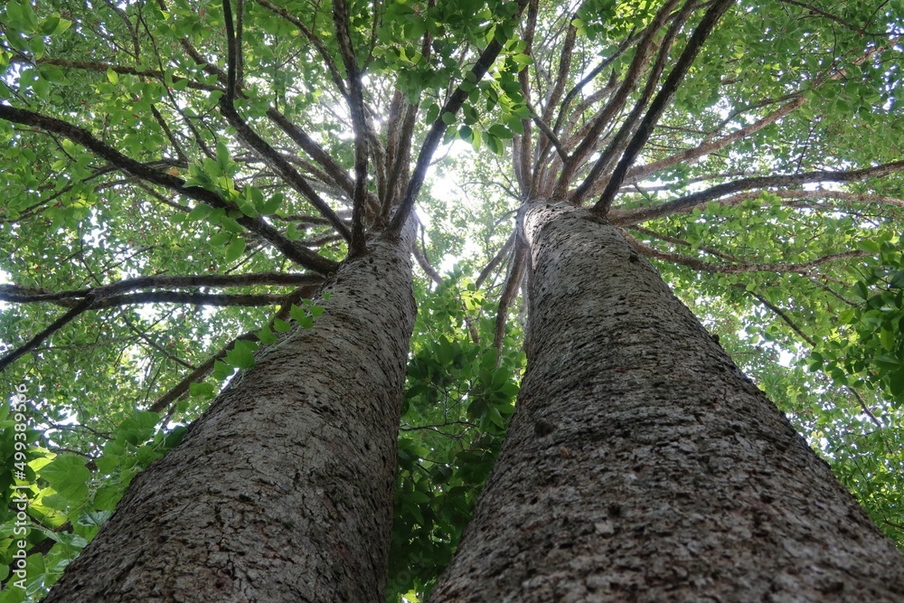 Fototapeta premium tree in the forest