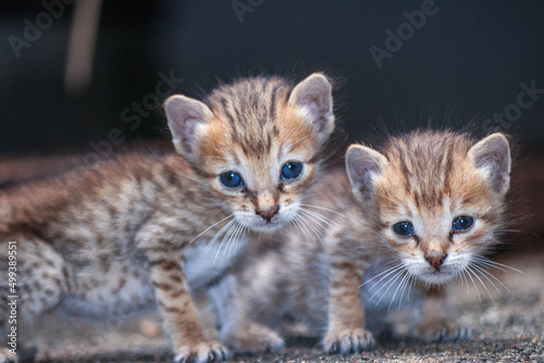 Two little cute kittens in the home