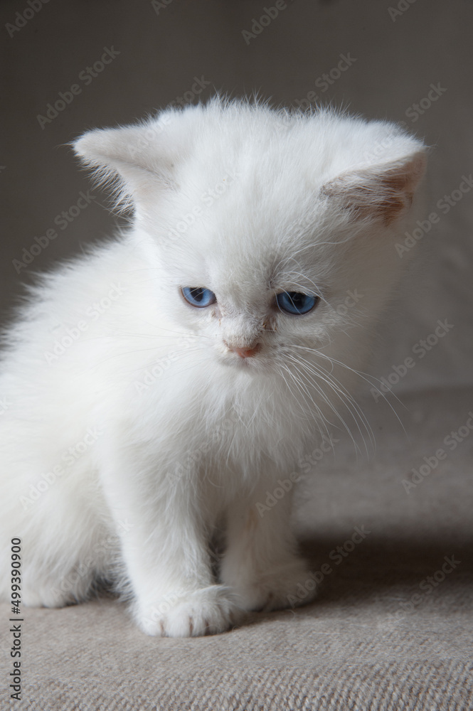 Sad thoroughbred kitten with blue eyes.