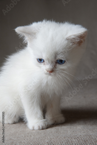 Sad thoroughbred kitten with blue eyes.