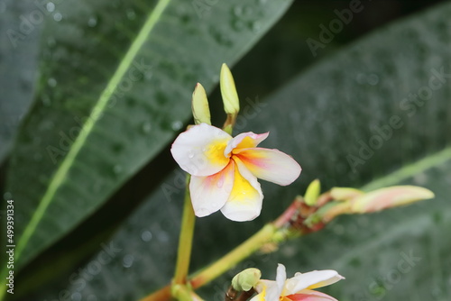 photo of white jasmine (Champa) flower blooming in the garden
