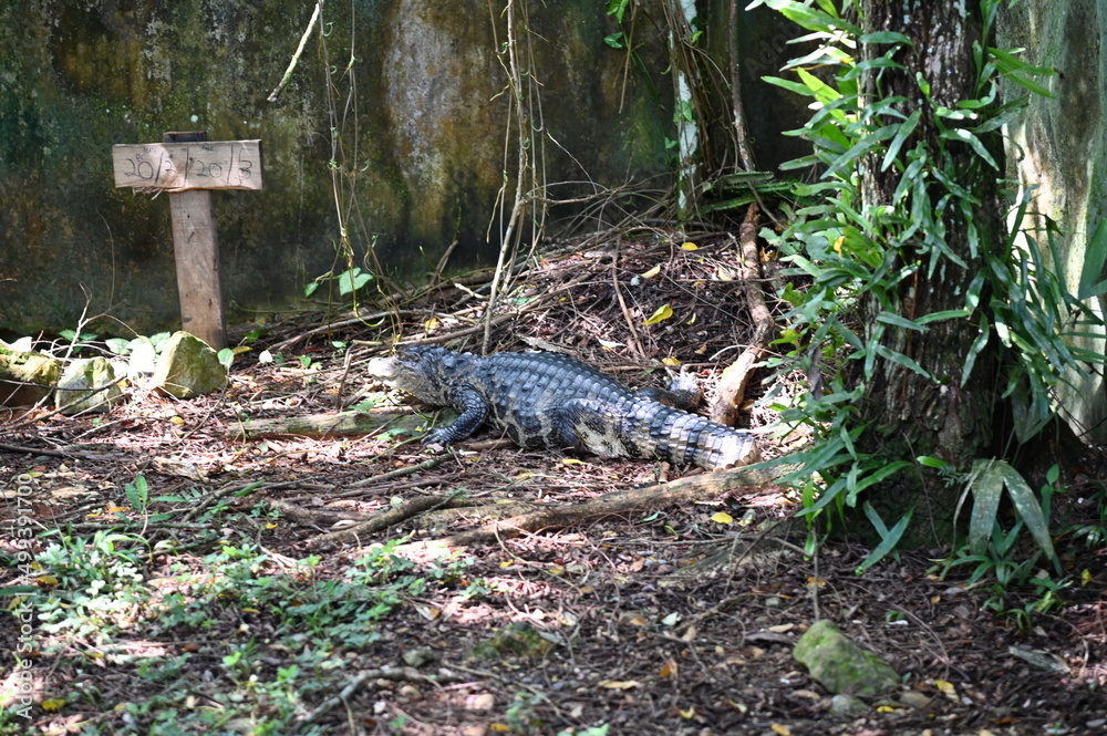Obraz premium Photos of animals - crocodiles and alligators