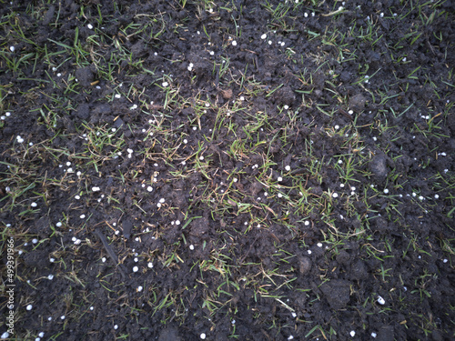fertilizing the lawn