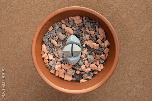 Small potted succulent plant Pleiospilos nelii. Also known as liver plant, stone plant, split rock or mimicry plant. photo