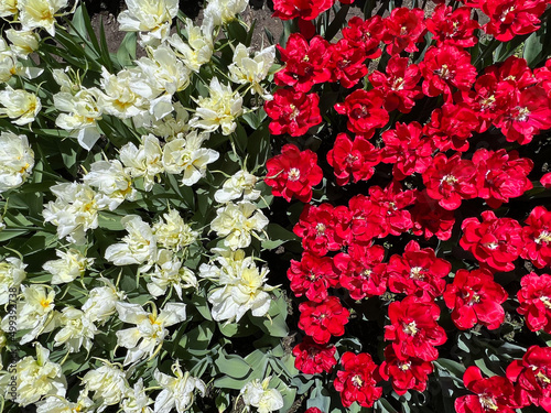 Tulip flowers bloomed on a sunny day