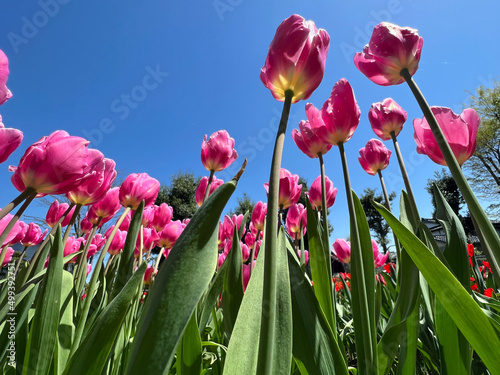 Tulip flowers bloomed on a sunny day