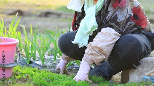 畑の草むしりをしている女性　高齢　農家
