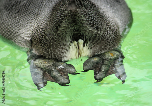 フンボルトペンギンのおしり © yoshie