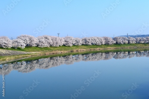 一目千本桜