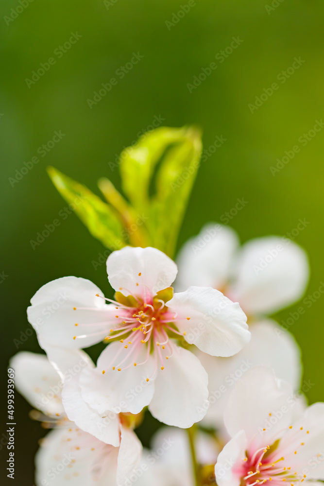 Cherry blossom petals close-up. Cherry flowers on a blurred background Cherry blossom petals close-up. Cherry flowers on a blurred background