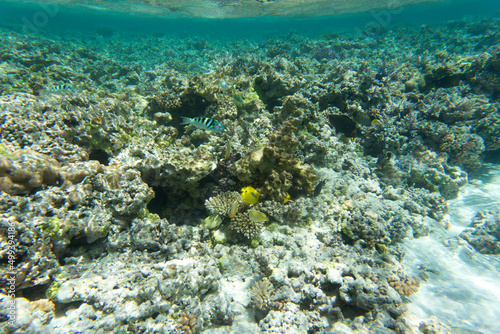 A view of coral reef